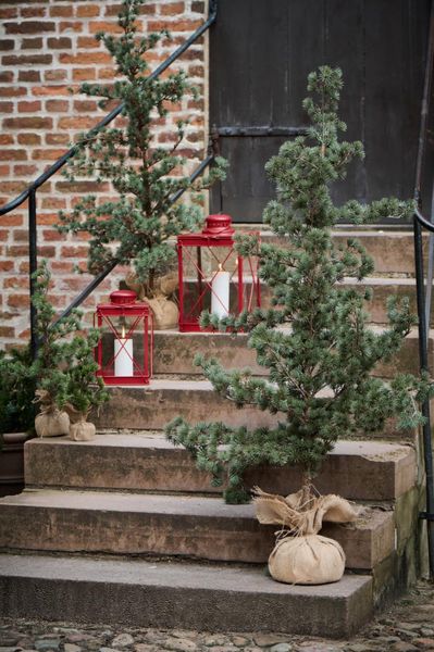 Ib Laursen Juletre/cedertre 