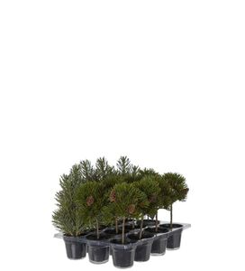 Hovedbilde Bartre mini