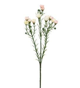 Bilde av Mr Plant Voksblomst