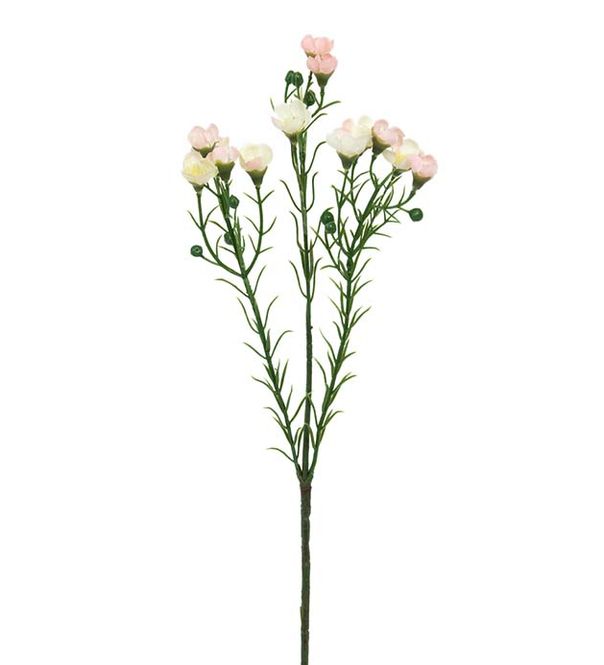 Hovedbilde Mr Plant Voksblomst