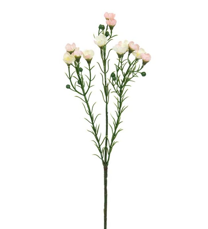 Mr Plant Voksblomst