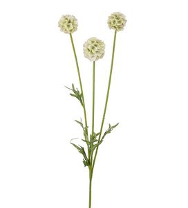Hovedbilde Scabiosa varmhvit