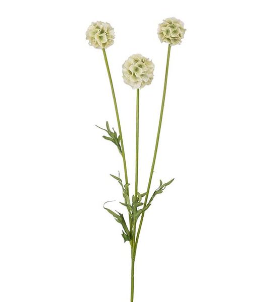 Scabiosa varmhvit