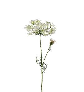 Bilde av Mr Plant Allium hvit