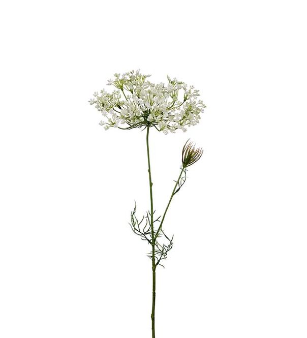Hovedbilde Mr Plant Allium hvit