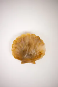 Hovedbilde Skjellsk&aring;l resin